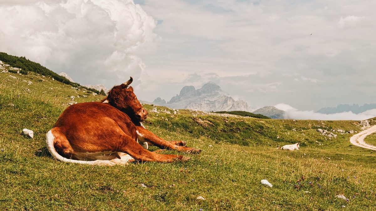 Rifugio Sennes - cows on the Sennes plateau, Croda Rossa behind